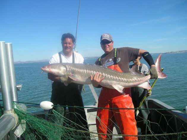 large sturgeon caught in San Francisco Bay